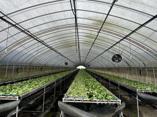 고향딸기님의 딸기 · 영농일지 작성글 사진