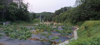 엄후남님의 복숭아 · 영농일지 작성글 사진