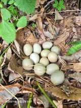 팜모닝 기타작물·영농일지 게시글 이미지