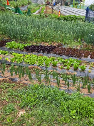 이름없음한상열님의 기타작물 · 영농일지 작성글 사진