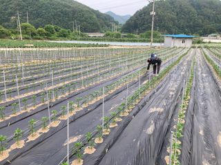 님의 고추 · 영농일지 작성글 사진