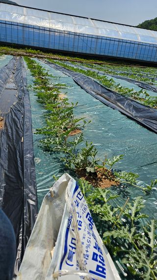 김주희님의 기타작물 · 영농일지 작성글 사진