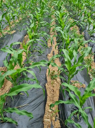 심기섭님의 기타작물 · 영농일지 작성글 사진