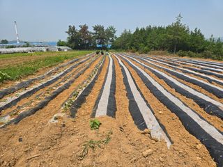 소병기 정직한농장님의 고구마 · 영농일지 작성글 사진