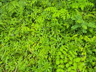 팜모닝회원류한배님의 두릅 · 영농일지 작성글 사진