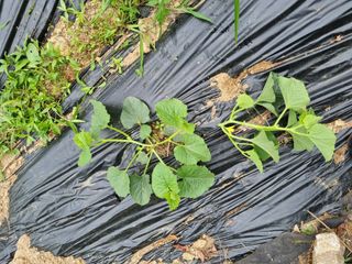 심기섭님의 기타작물 · 영농일지 작성글 사진