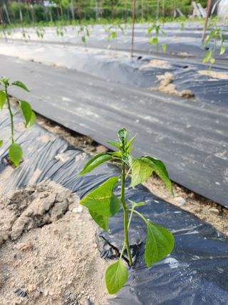 새싹농장님의 기타작물 · 영농일지 작성글 사진