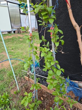 이름없음한상열님의 기타작물 · 영농일지 작성글 사진