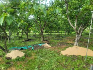 귤9669님의 벼 · 영농일지 작성글 사진