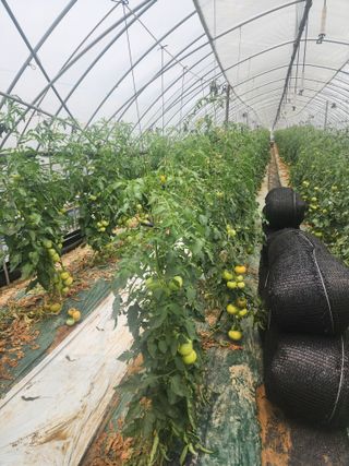 열혈특공님의 토마토 · 영농일지 작성글 사진