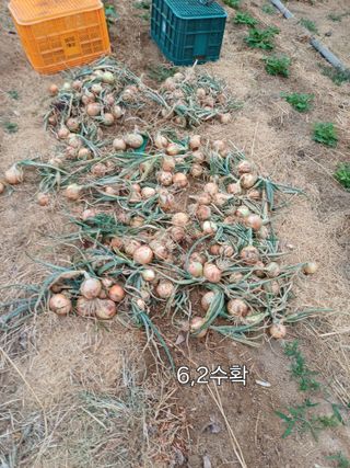 신종균님의 기타작물 · 영농일지 작성글 사진