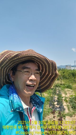 황동 여순모님의 상추 · 영농일지 작성글 사진