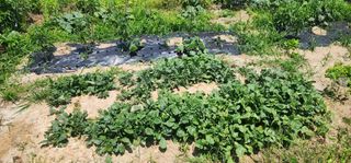 황동 여순모님의 상추 · 영농일지 작성글 사진