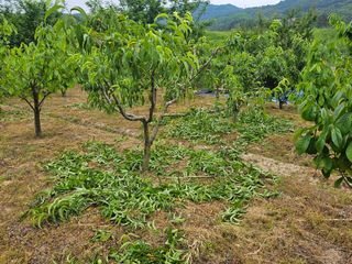 정우진님의 복숭아 · 영농일지 작성글 사진