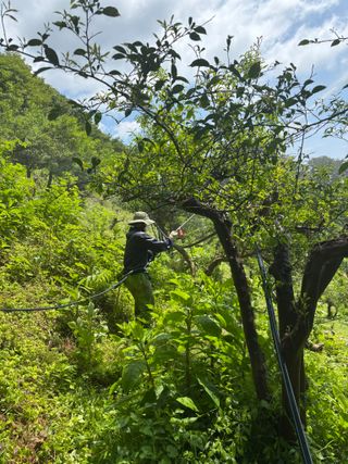 백민곤님의 기타작물 · 영농일지 작성글 사진