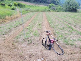 김홍중님의 두릅 · 영농일지 작성글 사진