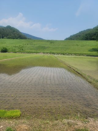 귤9669님의 벼 · 영농일지 작성글 사진