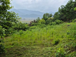 팜모닝회원류한배님의 두릅 · 영농일지 작성글 사진