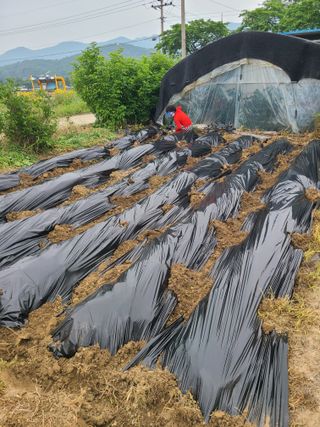 만청님의 고구마 · 영농일지 작성글 사진