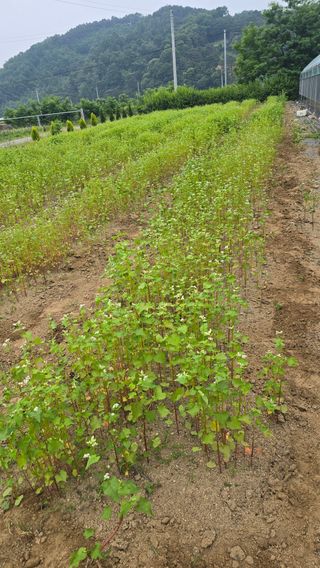 전영순님의 기타작물 · 영농일지 작성글 사진