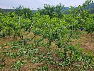 정우진님의 복숭아 · 영농일지 작성글 사진
