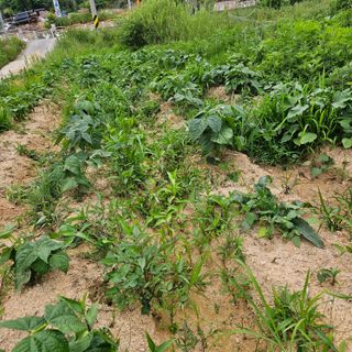 이주환님의 기타작물 · 영농일지 작성글 사진