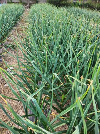 새싹농장님의 기타작물 · 영농일지 작성글 사진