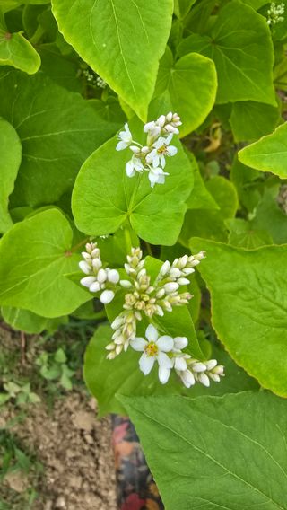 전영순님의 기타작물 · 영농일지 작성글 사진
