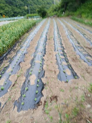 이종득님의 기타작물 · 영농일지 작성글 사진