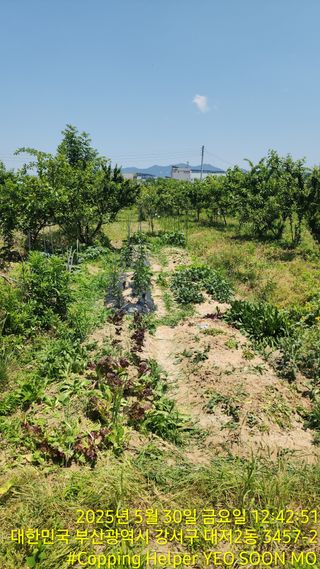 황동 여순모님의 상추 · 영농일지 작성글 사진