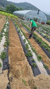 팜모닝 기타작물·영농일지 게시글 이미지