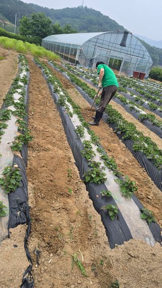 전영순님의 기타작물 · 영농일지 작성글 사진