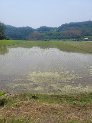 귤9669님의 벼 · 영농일지 작성글 사진