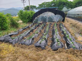 만청님의 고구마 · 영농일지 작성글 사진