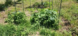 황동 여순모님의 상추 · 영농일지 작성글 사진