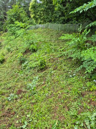 팜모닝회원류한배님의 두릅 · 영농일지 작성글 사진