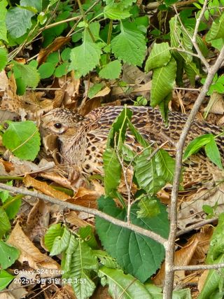 임규하님의 기타작물 · 영농일지 작성글 사진