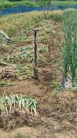 팜모닝 기타작물·영농일지 게시글 이미지