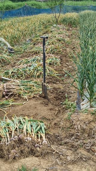 들깨7908님의 기타작물 · 영농일지 작성글 사진