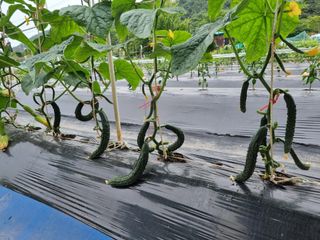 류수천님의 고추 · 영농일지 작성글 사진