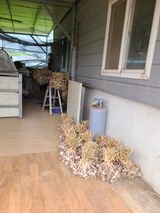 팜모닝 마늘·영농일지 게시글 이미지