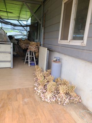 만청님의 마늘 · 영농일지 작성글 사진