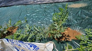 김주희님의 기타작물 · 영농일지 작성글 사진