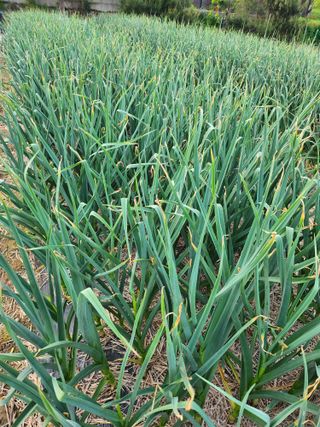 새싹농장님의 기타작물 · 영농일지 작성글 사진