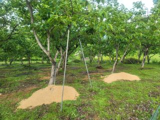 귤9669님의 벼 · 영농일지 작성글 사진