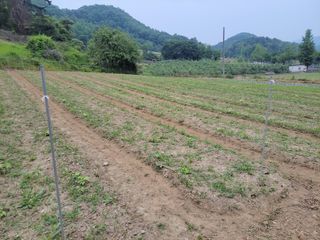 김홍중님의 두릅 · 영농일지 작성글 사진