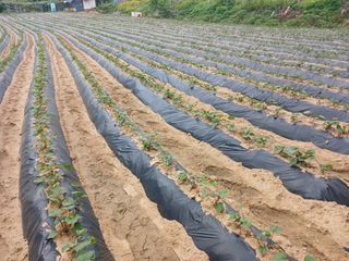 꿀고구마오수정님의 고구마 · 영농일지 작성글 사진