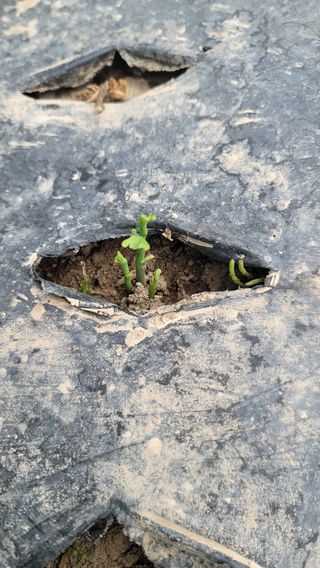 서초농원님의 기타작물 · 영농일지 작성글 사진