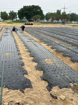 팜모닝 파·영농일지 게시글 이미지