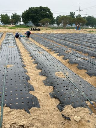 정명진님의 파 · 영농일지 작성글 사진